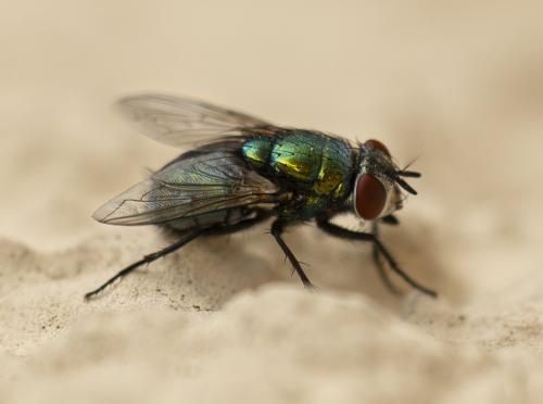 Lucilia sericata